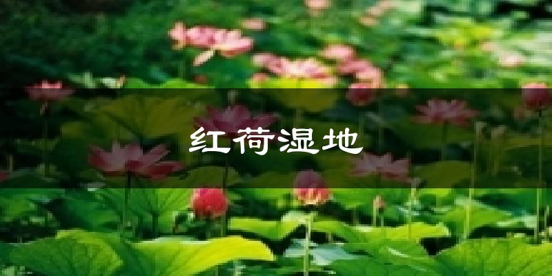 红荷湿地天气预报十五天